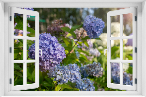 Fototapeta Naklejka Na Ścianę Okno 3D - Blue and white hydrangeas in bloom close-up at sunset in the garden with selective focus. Natural flower background