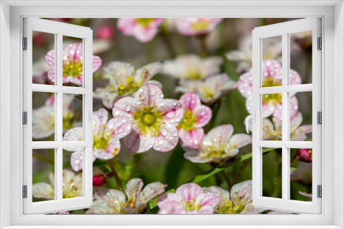 Fototapeta Naklejka Na Ścianę Okno 3D - Blossom saxifraga flowers with raindrops on a spring day macro photography. Garden rockfoils flower with water drops on a bright pink petals in springtime. Saxifrage plant floral background.