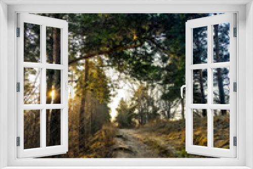 Fototapeta Naklejka Na Ścianę Okno 3D - Morning early summer spruce forest, seeping sun rays, awakening life, Russian forest, Nizhny Novgorod region, 2019.
