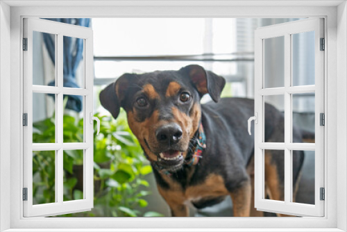 Fototapeta Naklejka Na Ścianę Okno 3D - Portrait of dog in living room