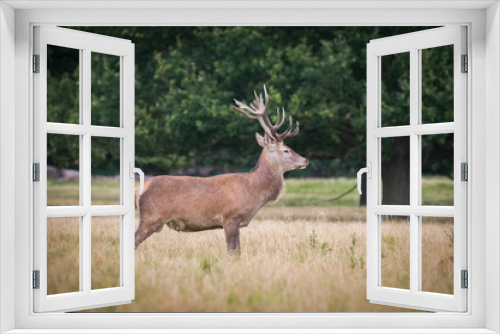Fototapeta Naklejka Na Ścianę Okno 3D - Beautiful deer in the park in summer time