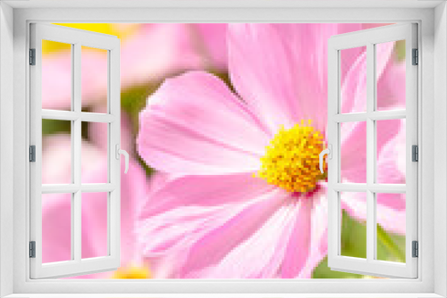 Fototapeta Naklejka Na Ścianę Okno 3D - Cosmos flower