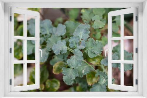 Fototapeta Naklejka Na Ścianę Okno 3D - Planta de lechuga decorativa en tonalidades verdes en jardín