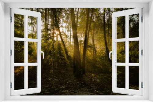 Fototapeta Naklejka Na Ścianę Okno 3D - ranek las