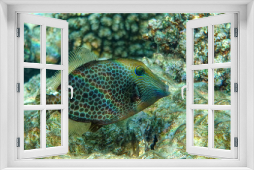 Fototapeta Naklejka Na Ścianę Okno 3D - Honeycomb Filefish Cantherhines Pardalis ,Red sea 