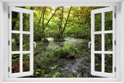 Fototapeta Naklejka Na Ścianę Okno 3D - Picturesque view of green forest with swamp