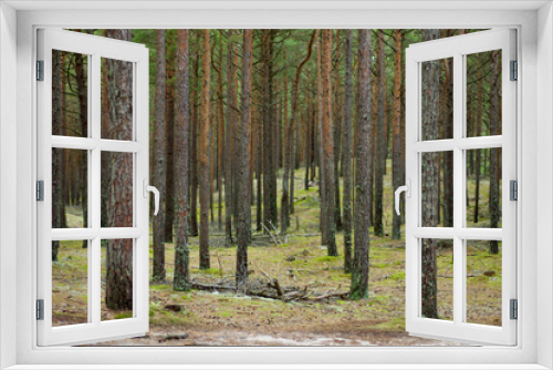 Fototapeta Naklejka Na Ścianę Okno 3D - birch forest in the morning