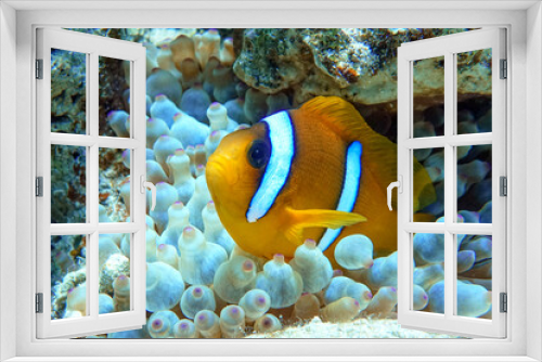 Fototapeta Naklejka Na Ścianę Okno 3D - Red Sea anemonefish - Red Sea clownfish  (Amphiprion bicinctus)
in bubble anemone. Close up. 
