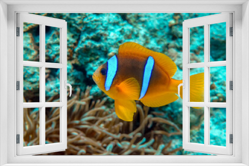 Fototapeta Naklejka Na Ścianę Okno 3D - Red Sea anemonefish - Red Sea clownfish  (Amphiprion bicinctus)