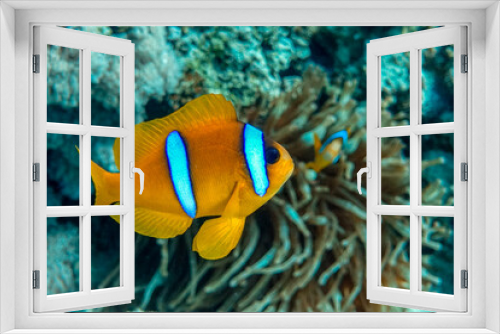 Fototapeta Naklejka Na Ścianę Okno 3D - Red Sea anemonefish - Red Sea clownfish  (Amphiprion bicinctus)