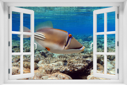 Fototapeta Naklejka Na Ścianę Okno 3D - Picasso triggerfish (Rhinecanthus aculeatus) , coral fish on the coral reef.