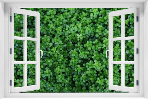 Fototapeta Naklejka Na Ścianę Okno 3D - Pilea green plant background