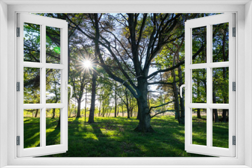 Fototapeta Naklejka Na Ścianę Okno 3D - The sun shines through the branches of the trees along the heathland