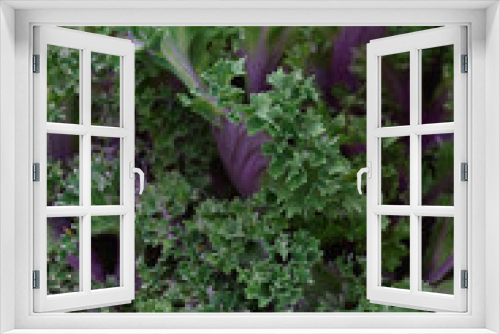 Fototapeta Naklejka Na Ścianę Okno 3D - Green leaf close up background.