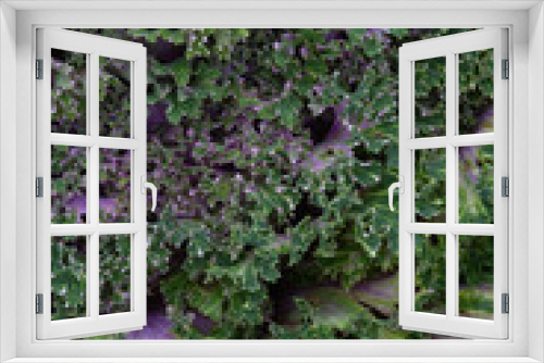 Fototapeta Naklejka Na Ścianę Okno 3D - Green leaf close up background.