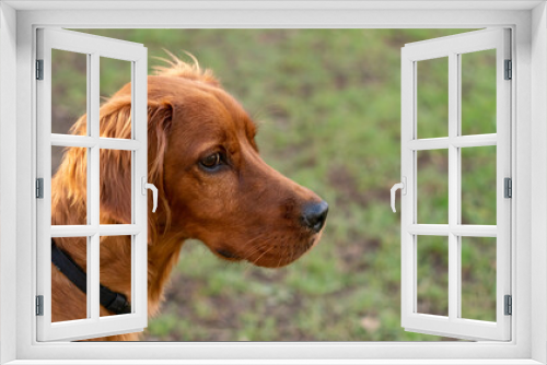 Fototapeta Naklejka Na Ścianę Okno 3D - Portrait of an adorable young Irish Setter dog, outdoor