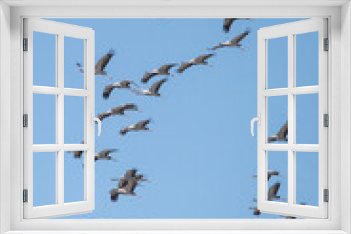 Fototapeta Naklejka Na Ścianę Okno 3D - Turna » Common Crane » Grus grus
