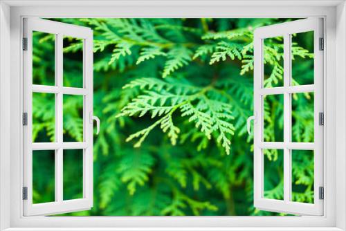 Fototapeta Naklejka Na Ścianę Okno 3D - thuja branches green for background, close-up