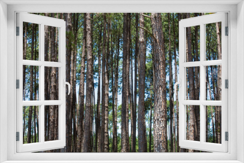 Fototapeta Naklejka Na Ścianę Okno 3D - Background with pine forest trunks.