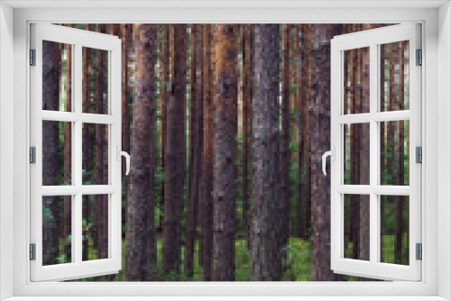 Fototapeta Naklejka Na Ścianę Okno 3D - wysokie proste sosny w gęstym lesie