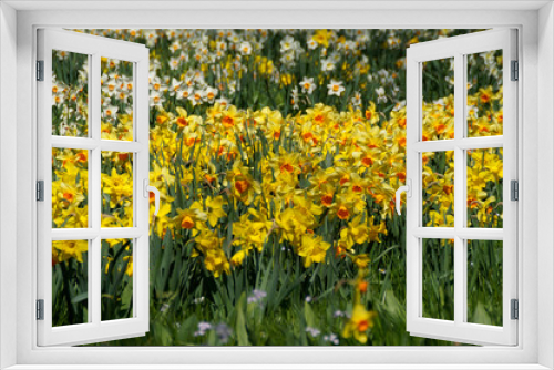 Fototapeta Naklejka Na Ścianę Okno 3D - a beautiful meadow full of yellow daffodils on island Mainau in Germany