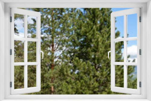 Fototapeta Naklejka Na Ścianę Okno 3D - pine trees landscape in the spring