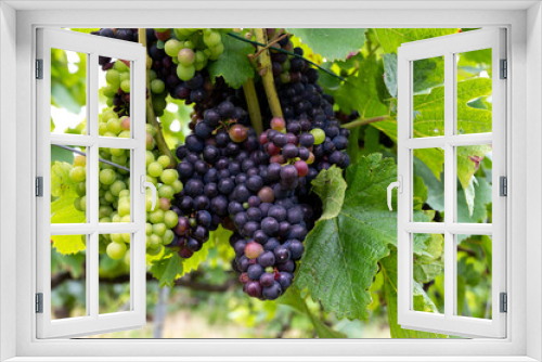 Fototapeta Naklejka Na Ścianę Okno 3D - Pinot noir wine grapes ripening on grand cru vineyards of famous champagne houses in Montagne de Reims near Verzenay, Champagne, France