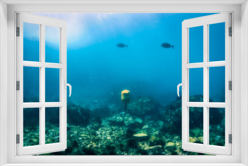 Fototapeta Naklejka Na Ścianę Okno 3D - 海底のポスト