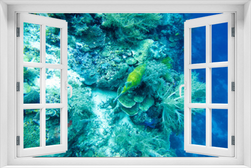 Fototapeta Naklejka Na Ścianę Okno 3D - フィリピン、ビサヤ地方、ボホール州、パングラオ島近くのバリカサグ島でダイビングしている風景  Scenery of diving in Balicasag Island near Panglao Island, Bohol Province, Visayas, Philippines. 