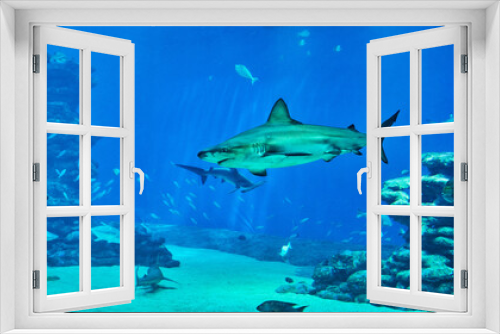 Fototapeta Naklejka Na Ścianę Okno 3D - Sharks in large aquarium in the Red Sea swim among other exotic fish
