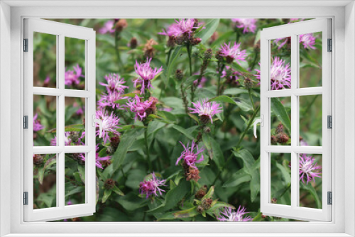 Fototapeta Naklejka Na Ścianę Okno 3D - Pink or purple flowers of Centaurea phrygia, also called Wig knapweed in the meadow on a summer day