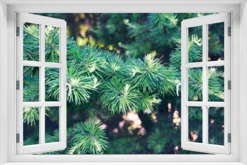 Fototapeta Naklejka Na Ścianę Okno 3D - Background with beautiful green pine tree brunch close up.