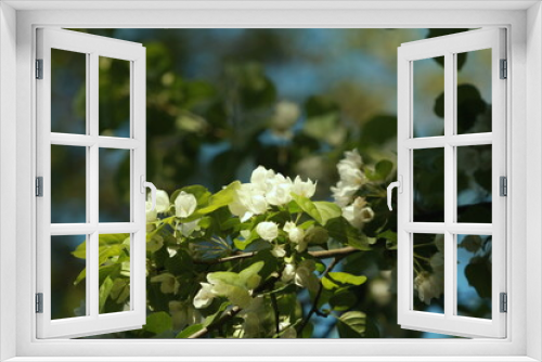 Fototapeta Naklejka Na Ścianę Okno 3D - white flowers blooming apple orchard in spring