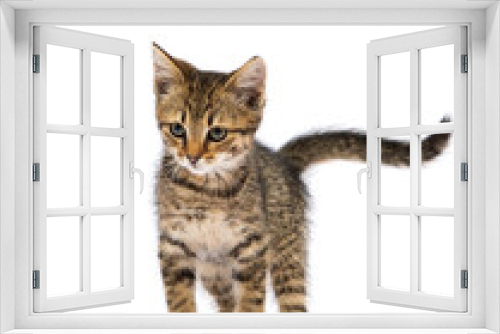 Fototapeta Naklejka Na Ścianę Okno 3D - cute kitten on white background