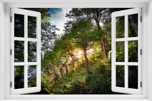 Fototapeta Naklejka Na Ścianę Okno 3D - Lens flare of sun in the forest of southern Chile, green nature of Latin America. Lonquimay