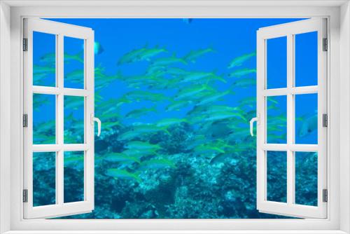 Fototapeta Naklejka Na Ścianę Okno 3D - 奄美大島 熱帯魚の群れ
2108 7655