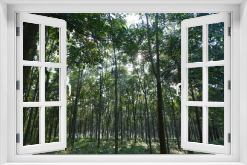 Fototapeta Naklejka Na Ścianę Okno 3D - Rubber Forest in Java Island