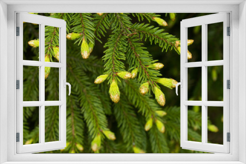 Fototapeta Naklejka Na Ścianę Okno 3D - Fresh green needles of an European spruce, Picea abies growing in Estonian boreal forest. 