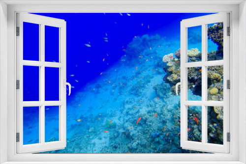 Fototapeta Naklejka Na Ścianę Okno 3D - the underwater water area of the red sea where tropical red fish swim shoals of fish