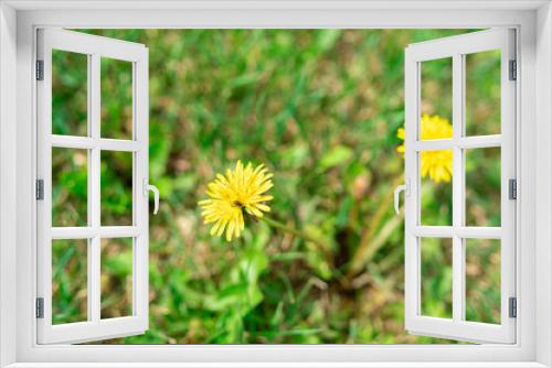 Fototapeta Naklejka Na Ścianę Okno 3D - dandelion in the grass