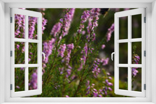 Fototapeta Naklejka Na Ścianę Okno 3D - Pszczoła na wrzosie