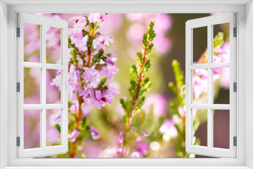 Fototapeta Naklejka Na Ścianę Okno 3D - Lavender. Vibrant pink common heather (Calluna vulgaris) blossoming outdoors. Botanical photo.