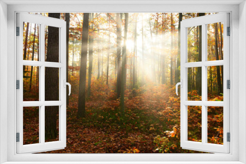 Fototapeta Naklejka Na Ścianę Okno 3D - Beautiful morning in the autumn forest