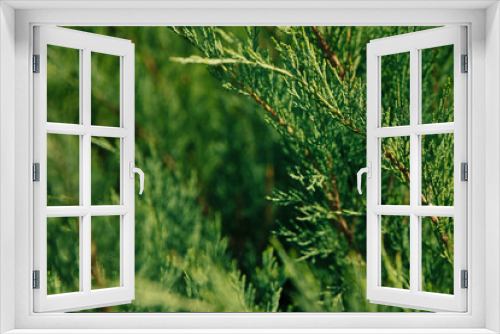 Fototapeta Naklejka Na Ścianę Okno 3D - green branches of thuja background selective focus