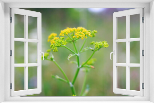 Fototapeta Naklejka Na Ścianę Okno 3D - Yellow flower in a green field