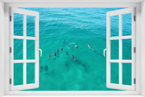 Fototapeta Naklejka Na Ścianę Okno 3D - Dolphins