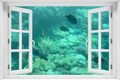 Fototapeta Naklejka Na Ścianę Okno 3D - coral reef and diver