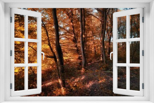 Fototapeta Naklejka Na Ścianę Okno 3D - Magical morning forest in fall colors. Orange leaves on the trees. Autumn landscape. 