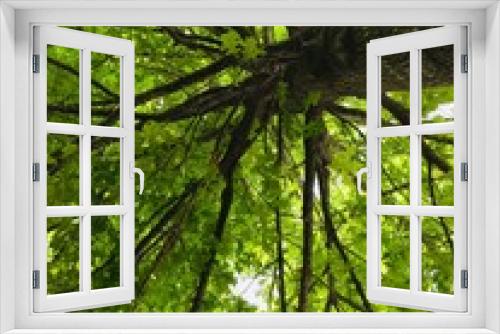 Fototapeta Naklejka Na Ścianę Okno 3D - green forest background