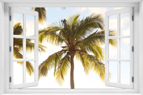 Fototapeta Naklejka Na Ścianę Okno 3D - palm